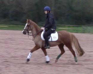 Anden særlig race Dilly  - Fra da jeg var over at prøve hende i N. Irland  billede 10