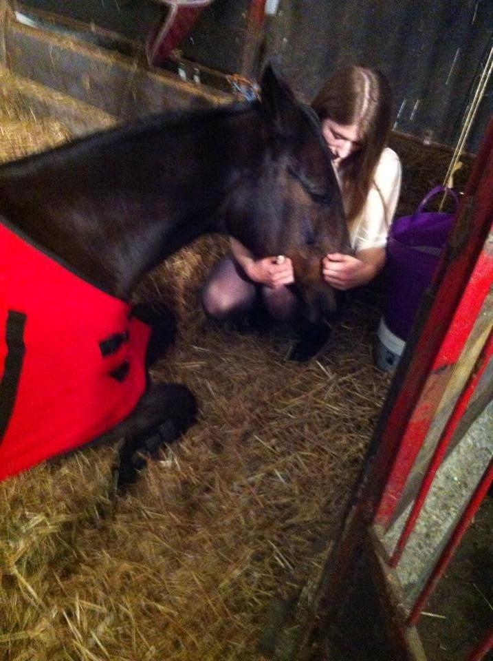 Dansk Varmblod Midor (Mulle) - Når jeg sidder på dig er det som om jeg fylver<3 billede 3