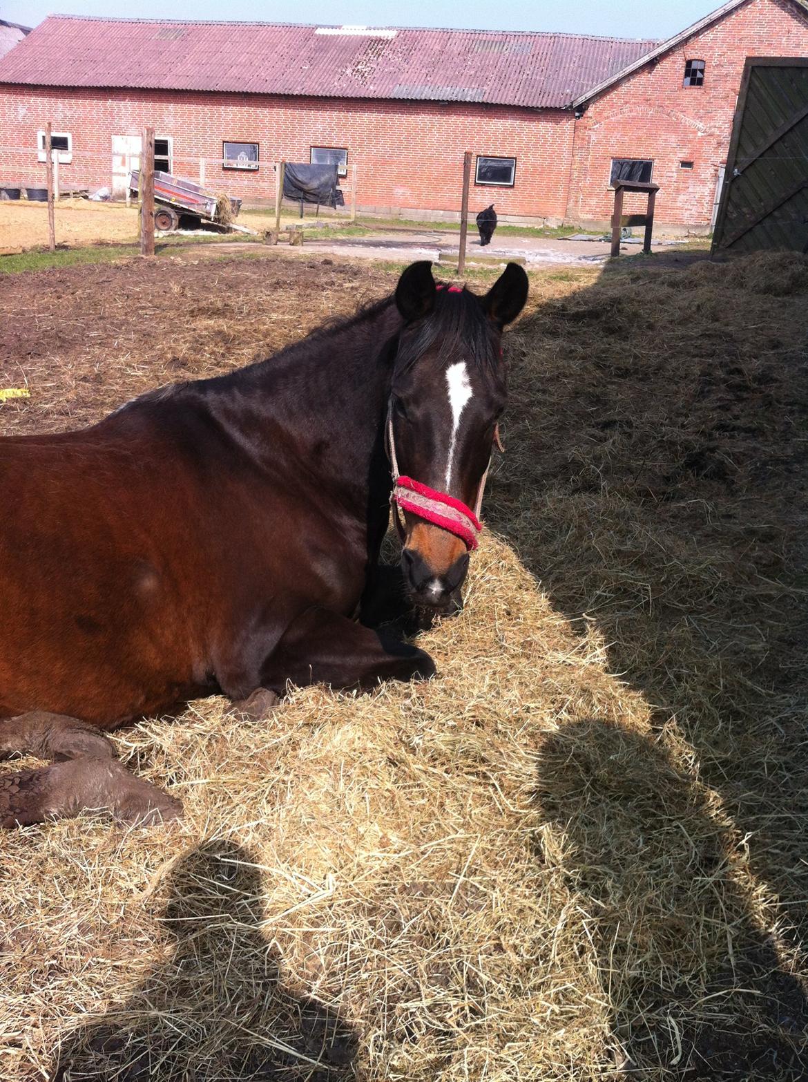 Dansk Varmblod Midor (Mulle) billede 13