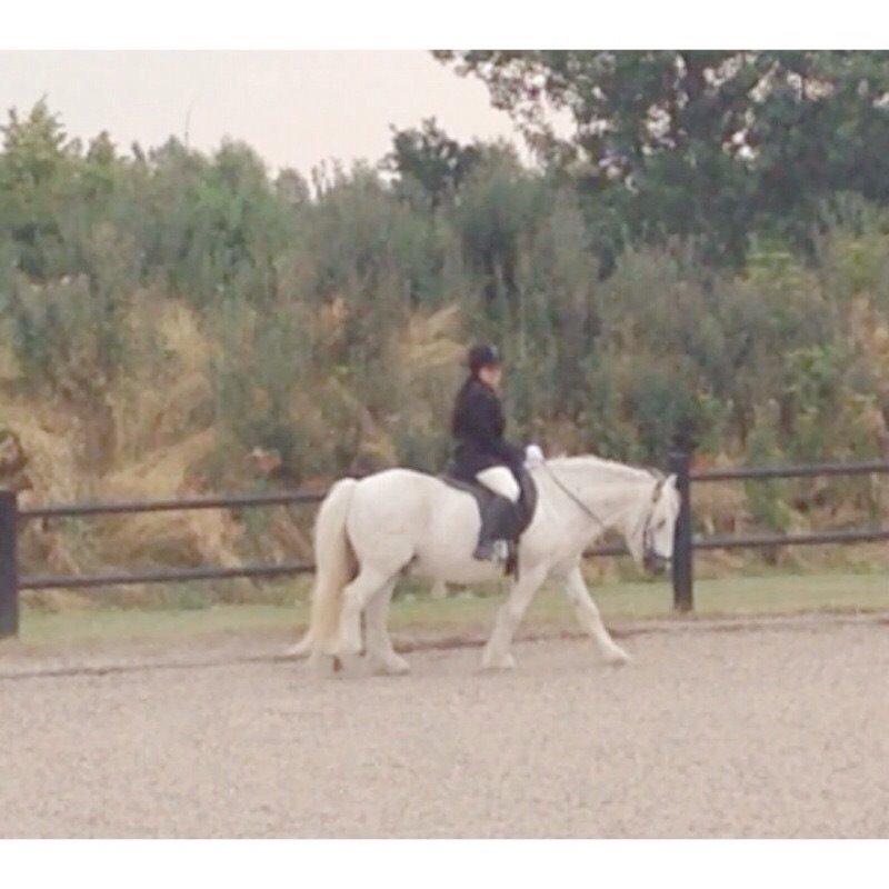 Fell pony Dennis billede 1
