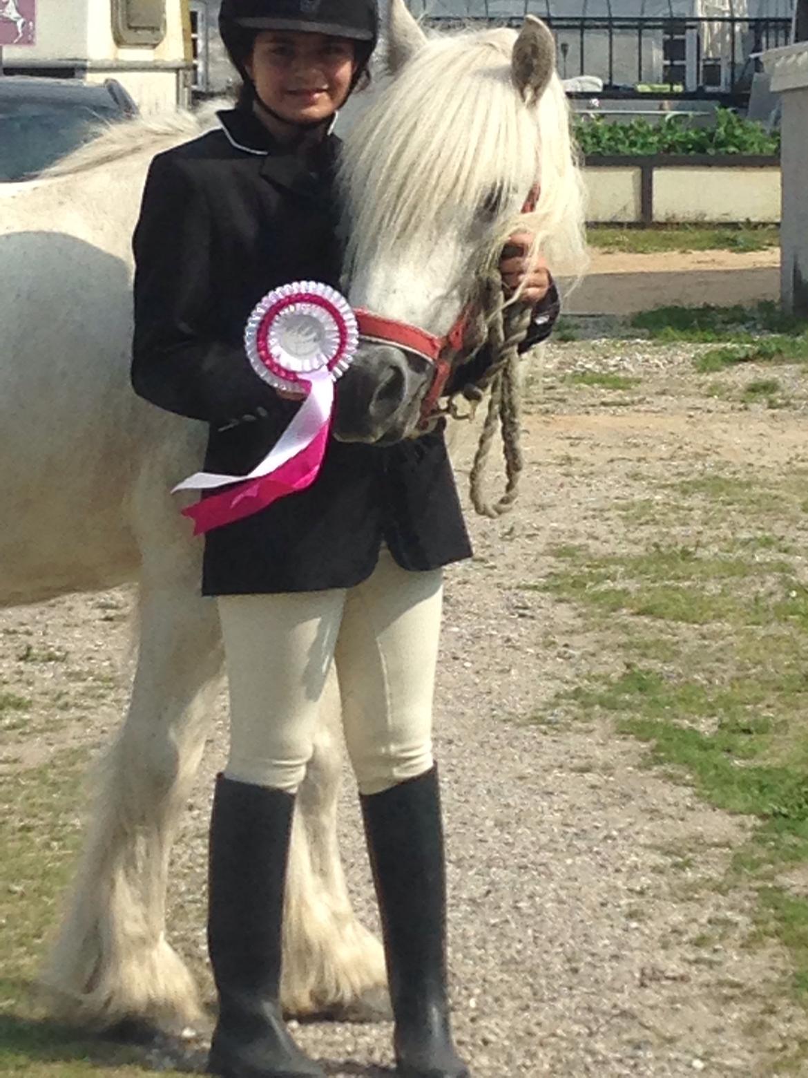 Fell pony Dennis billede 3