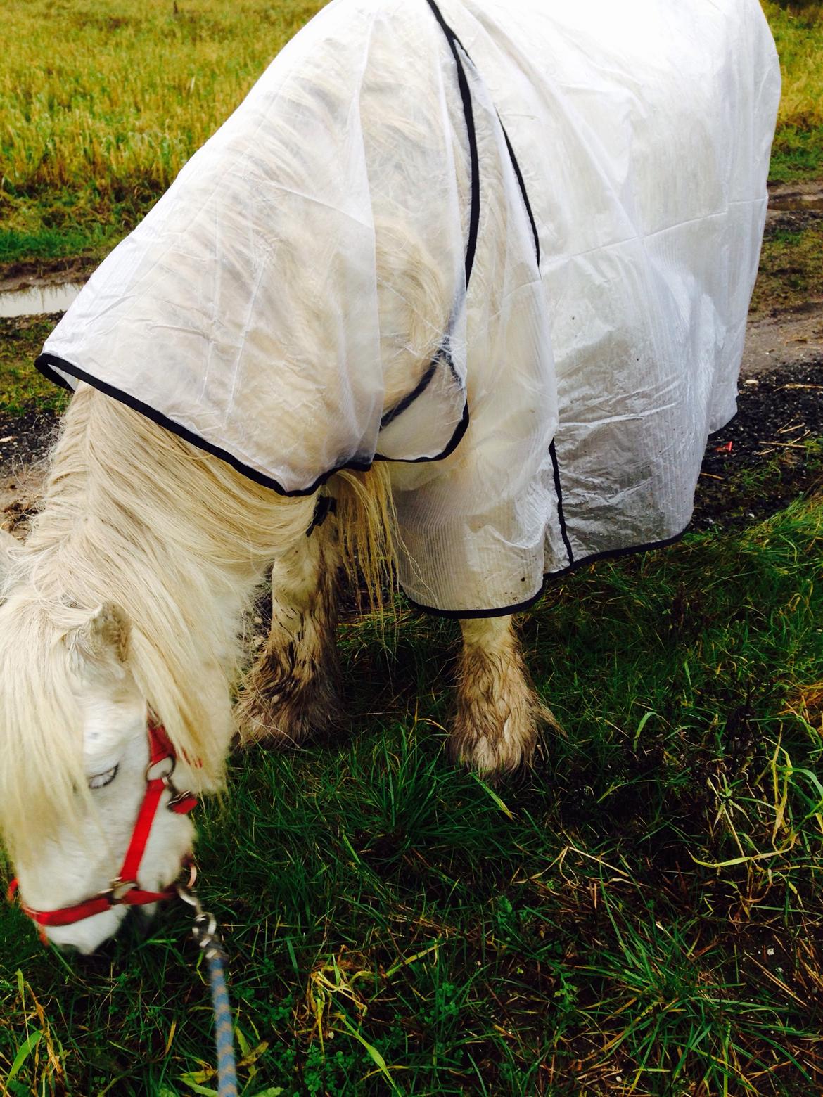 Fell pony Dennis billede 5
