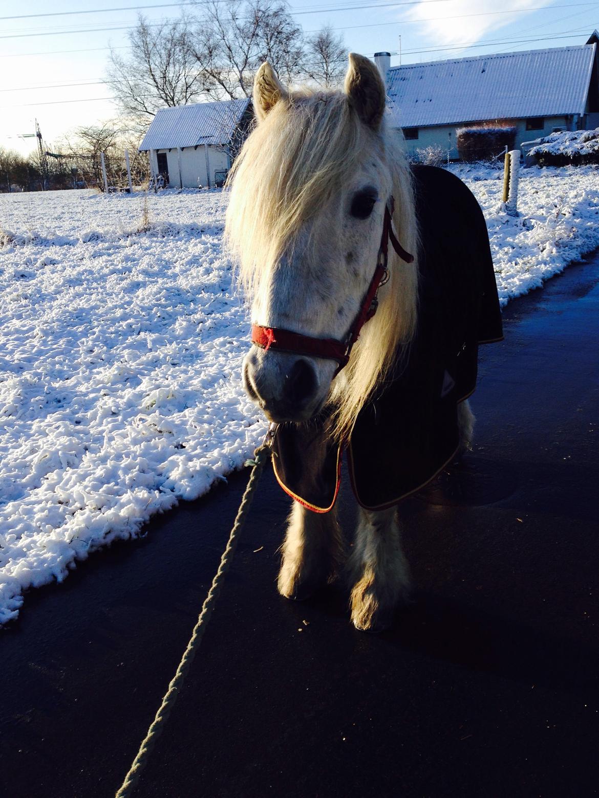Fell pony Dennis billede 6
