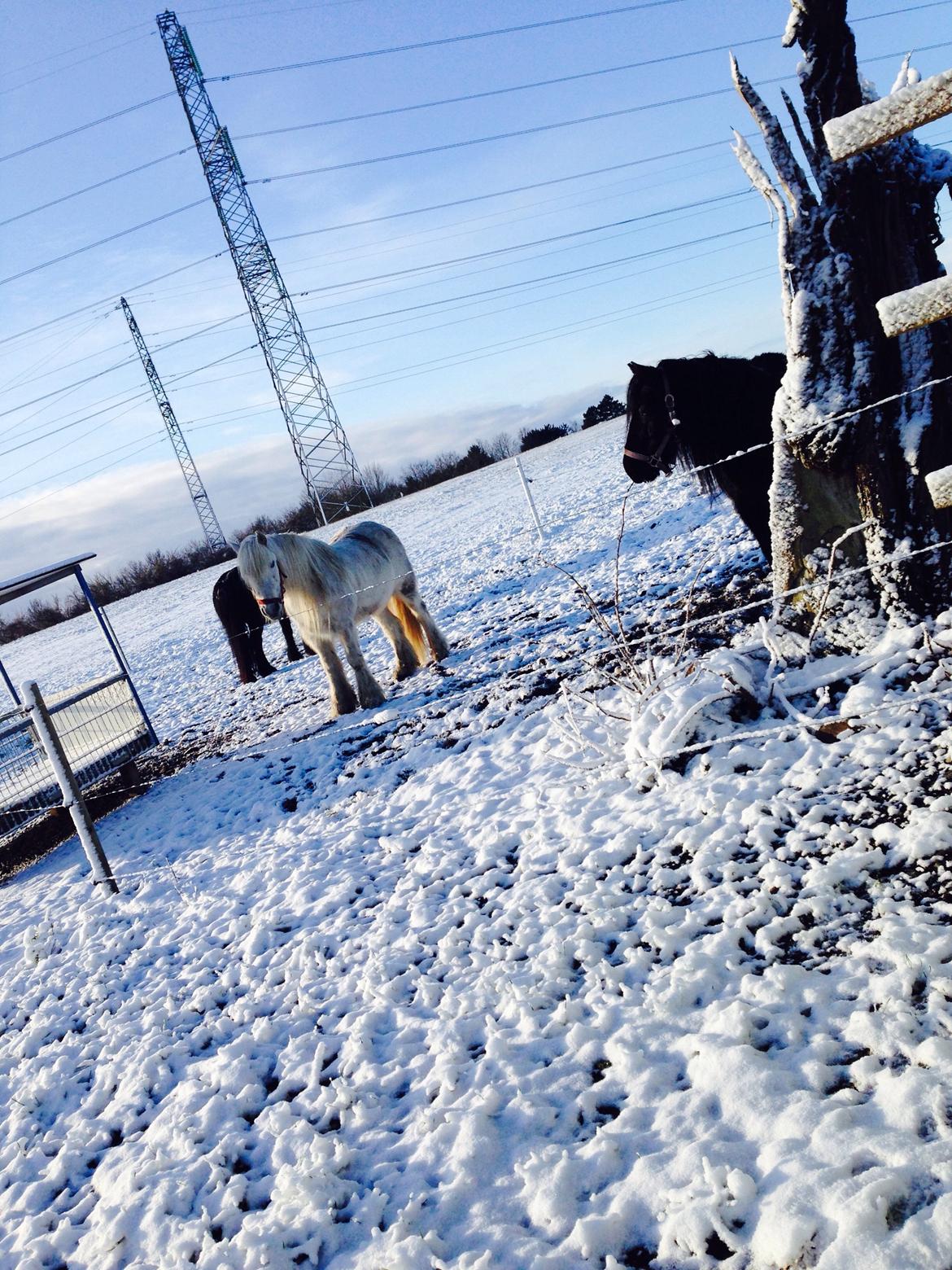 Fell pony Dennis billede 7