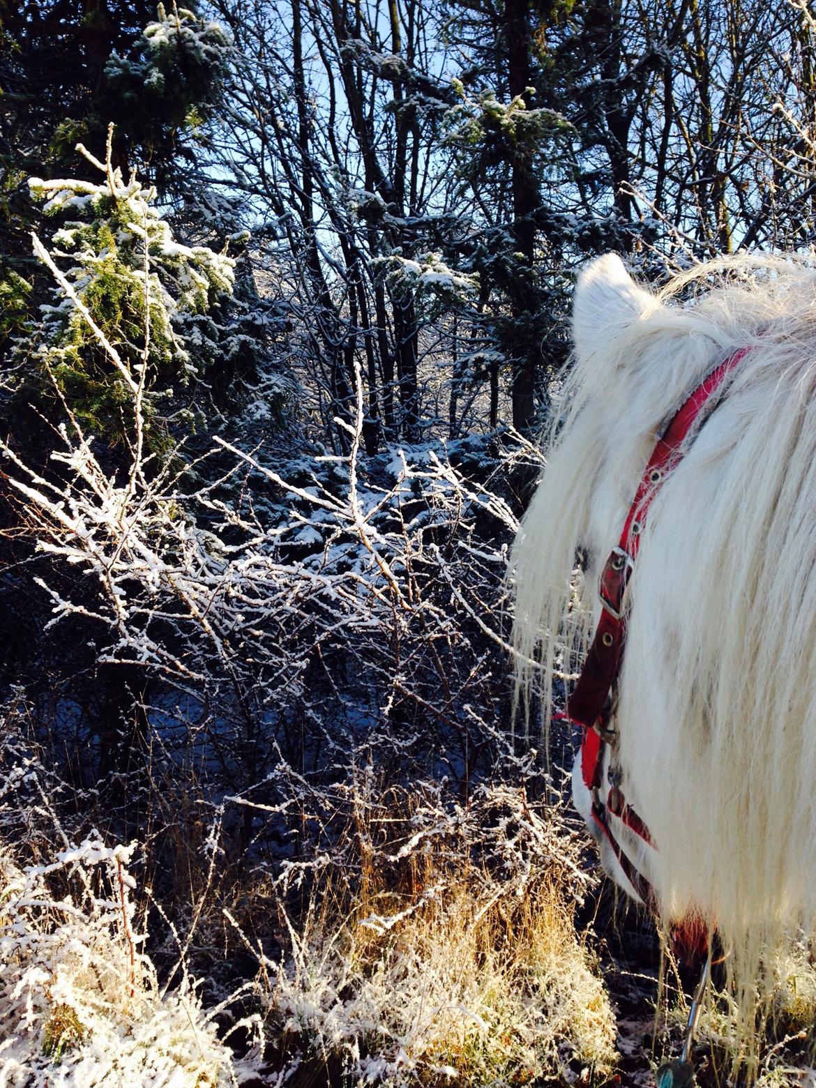 Fell pony Dennis billede 8