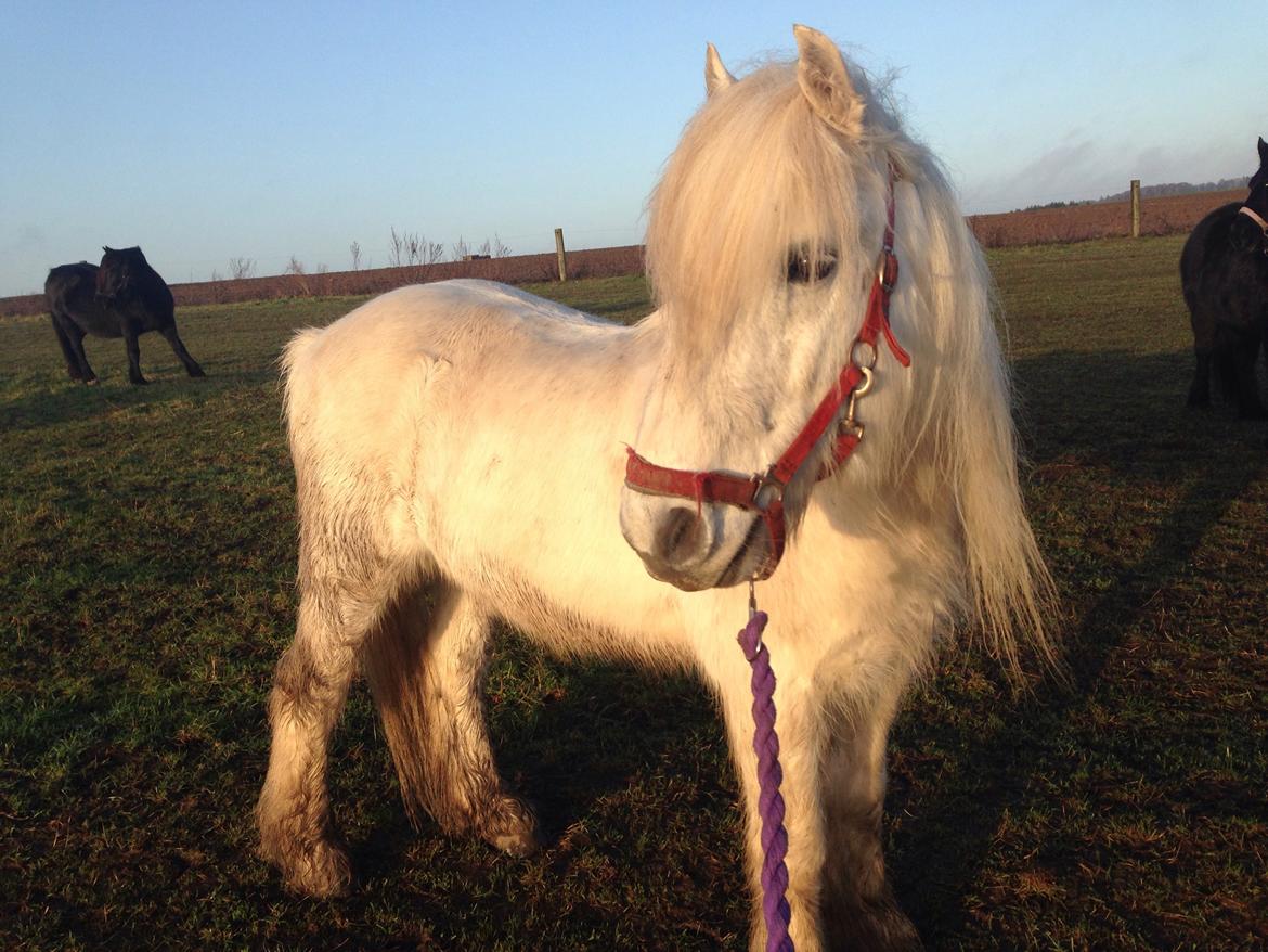 Fell pony Dennis billede 10