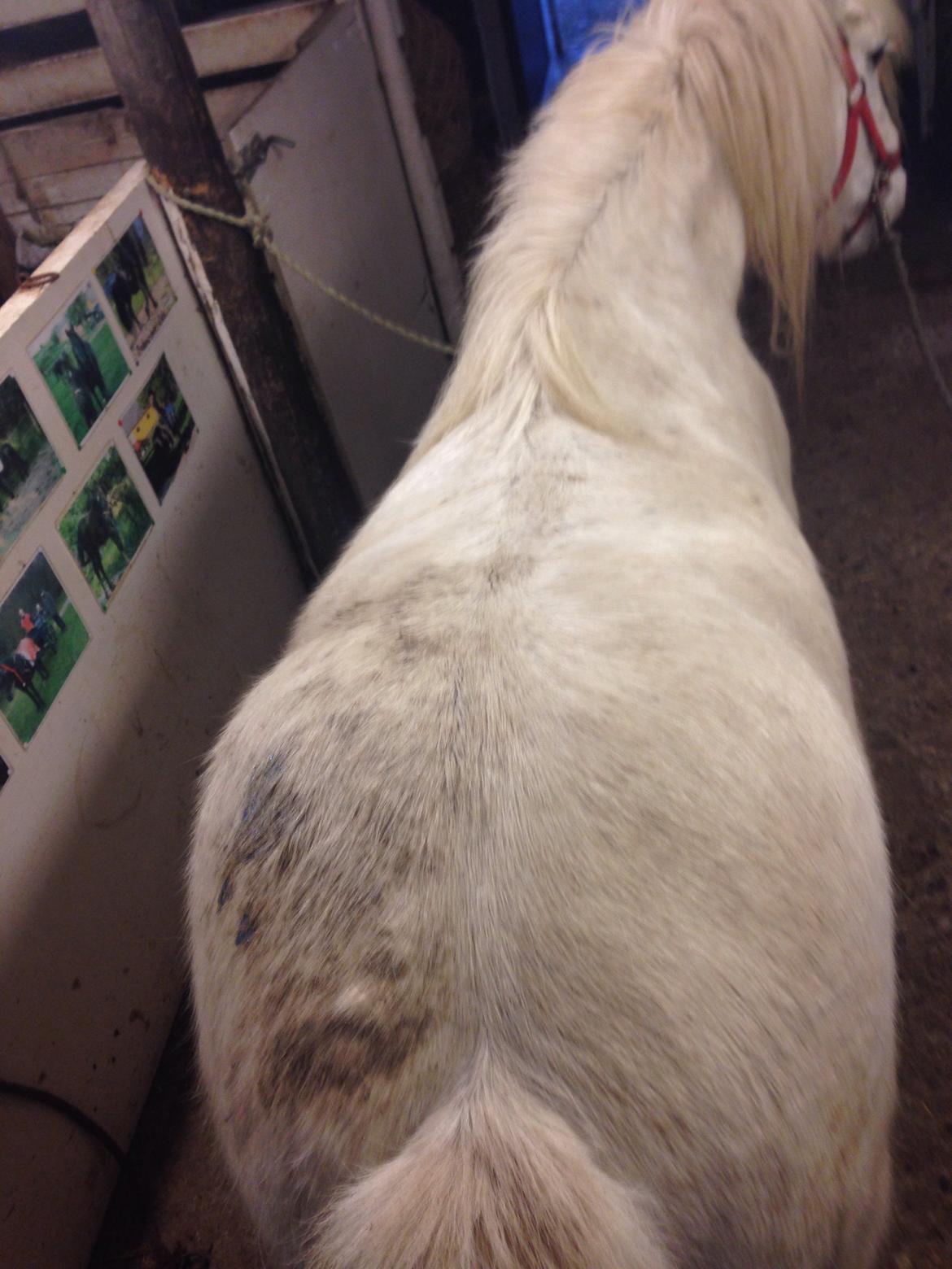 Fell pony Dennis billede 11