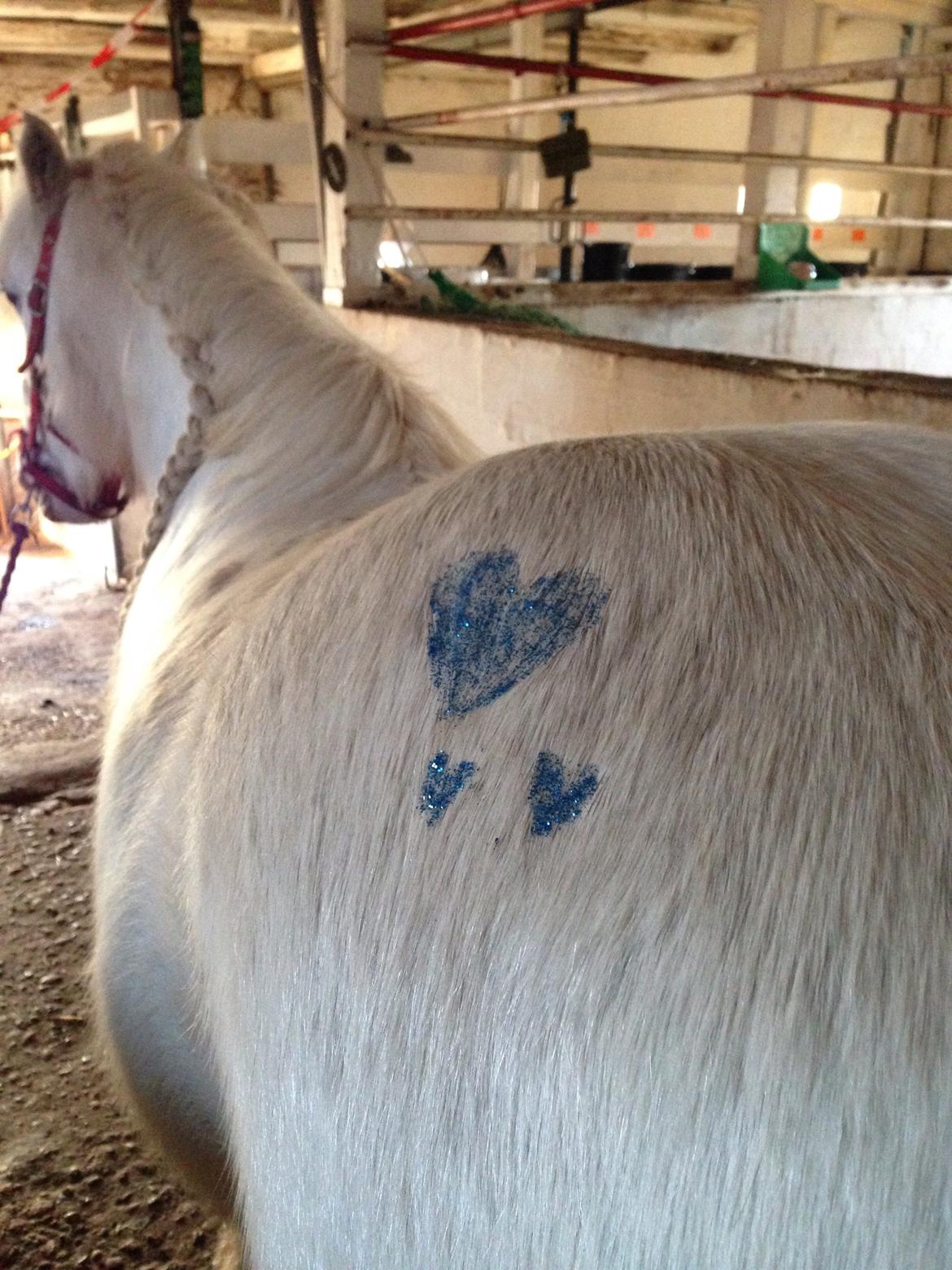 Fell pony Dennis billede 12