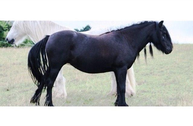 Fell pony Dennis billede 17