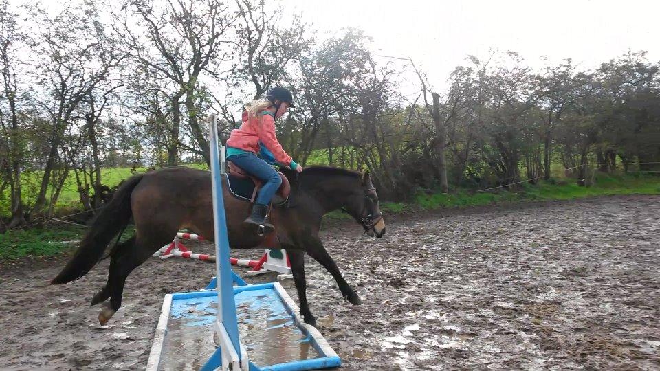 DSP Marielunds Fleue Delis billede 14