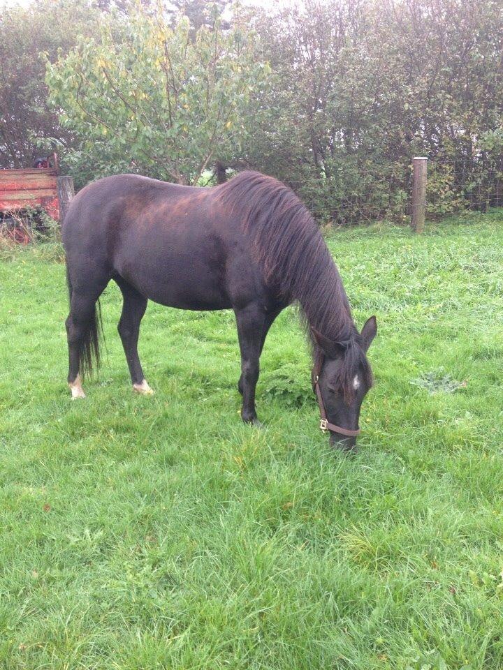 DSP Rotterdam's Chanel no. 5 I daglig talt Chanel billede 16