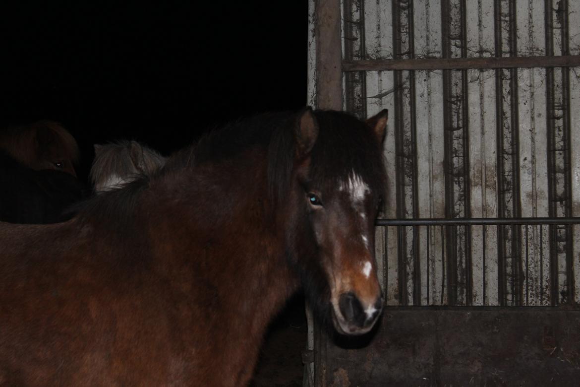 Islænder Sproti fra Skovstrupholm billede 6