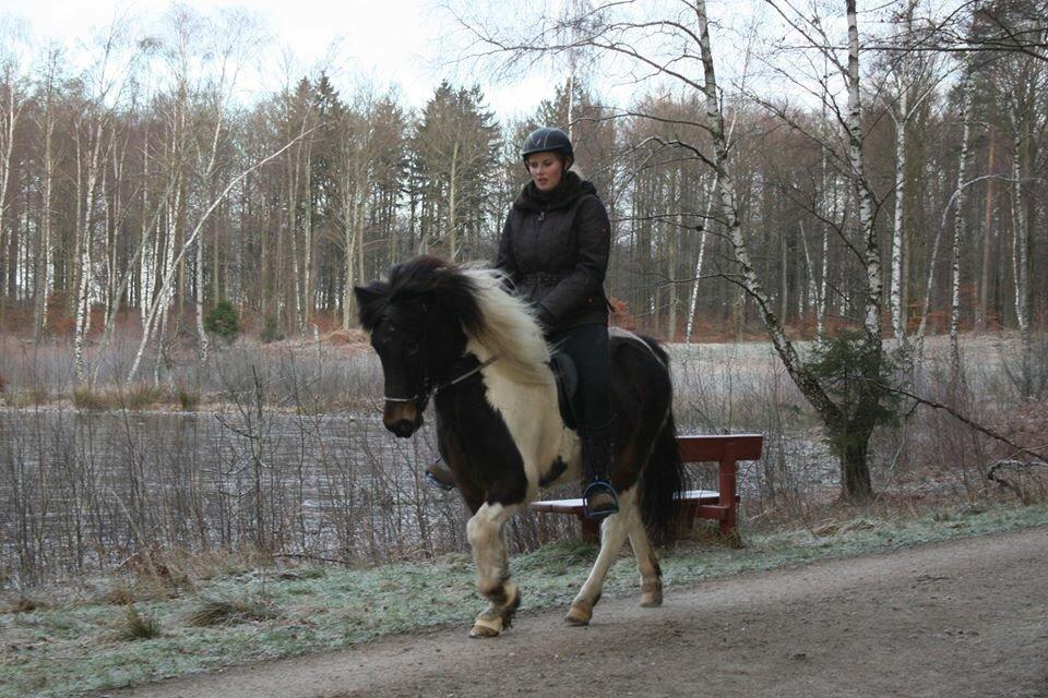 Islænder Hjalti fra Juel billede 18