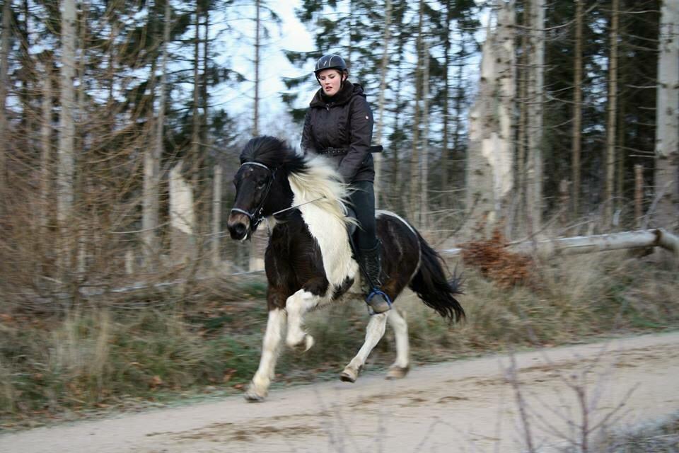 Islænder Hjalti fra Juel billede 20