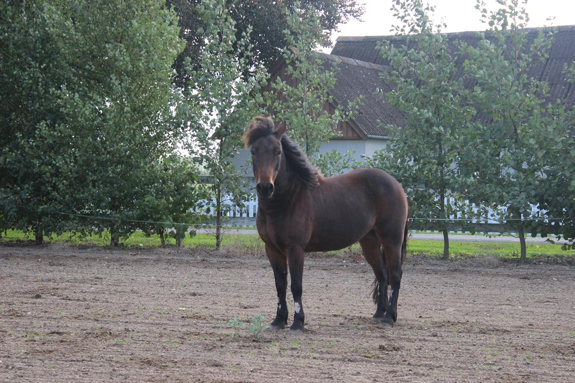 Anden særlig race charmer <3 billede 20