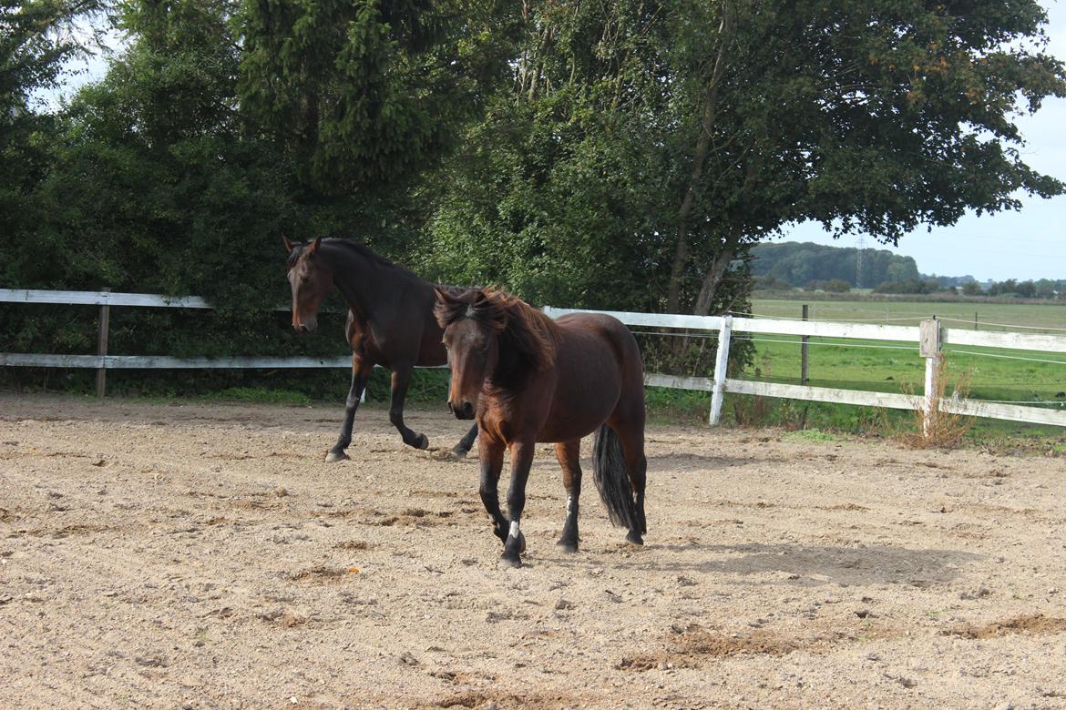 Anden særlig race charmer <3 billede 22