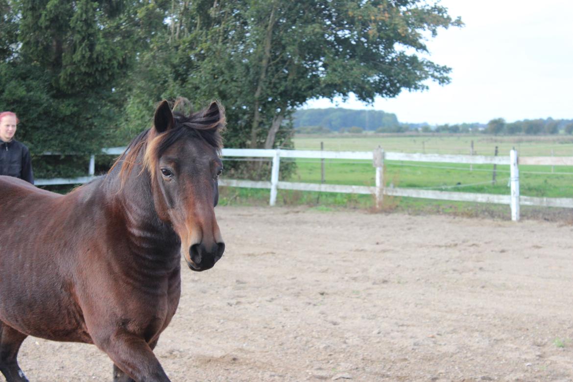 Anden særlig race charmer <3 billede 23