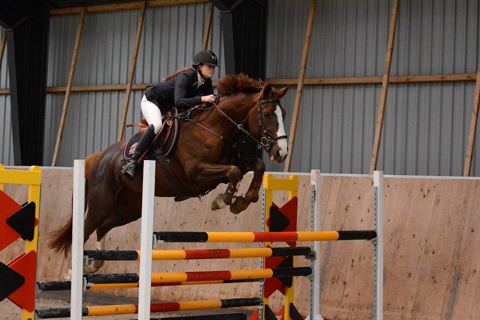 Belgisk varmblod D´Amour V/H Dennenhof - LA2** i Hedensted fejlfri billede 3