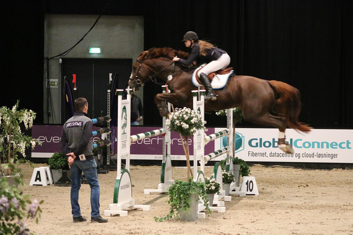 Belgisk varmblod D´Amour V/H Dennenhof - LA2** til JBK blev til en 5 plads billede 7