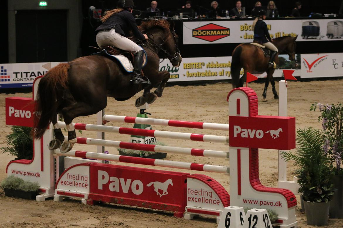 Belgisk varmblod D´Amour V/H Dennenhof - Til JBK billede 20