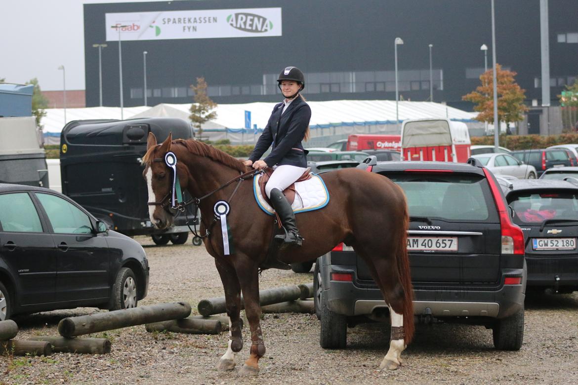 Belgisk varmblod D´Amour V/H Dennenhof - Til JBK med en 5 og 10 plads billede 21