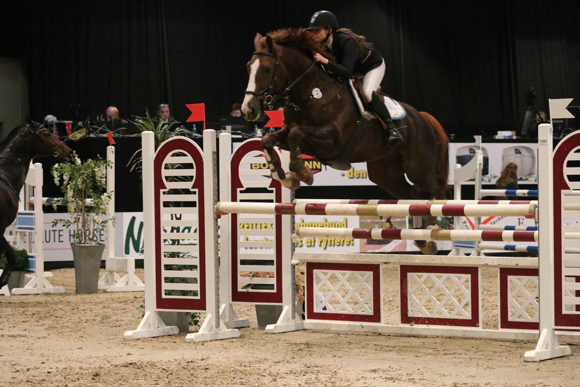 Belgisk varmblod D´Amour V/H Dennenhof - LA2** til JBK blev til en 10 plads billede 12