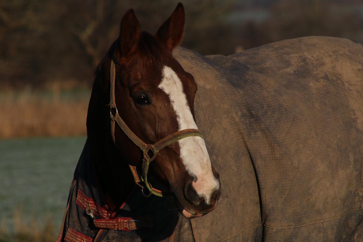 Belgisk varmblod D´Amour V/H Dennenhof billede 22