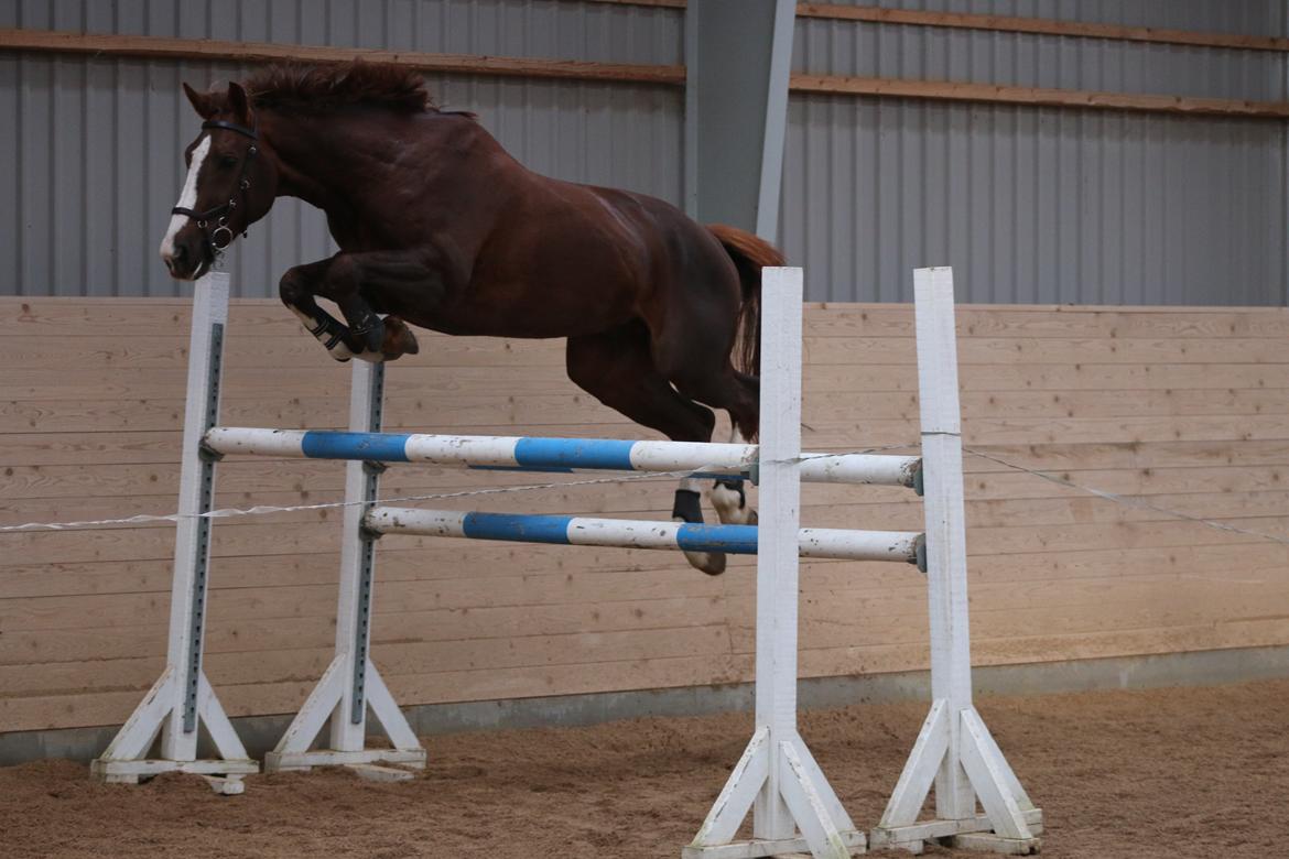 Belgisk varmblod D´Amour V/H Dennenhof - Løsspring på Snave Rideklub billede 14