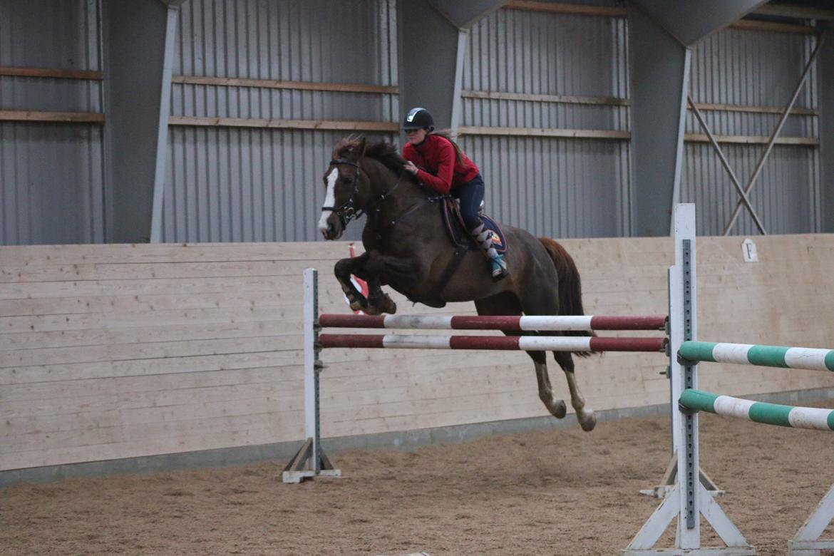 Belgisk varmblod D´Amour V/H Dennenhof billede 50