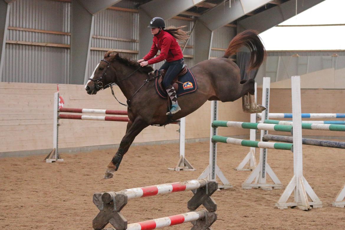 Belgisk varmblod D´Amour V/H Dennenhof - Springtræning billede 15