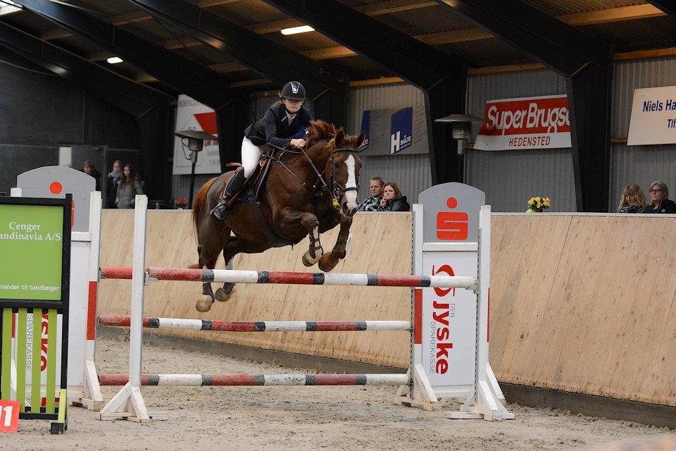 Belgisk varmblod D´Amour V/H Dennenhof - D`Amour i MB1* i Hedensted med 4 fejl billede 23