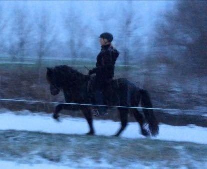 Islænder Embla Fra Flødal billede 1