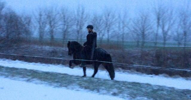 Islænder Embla Fra Flødal billede 2