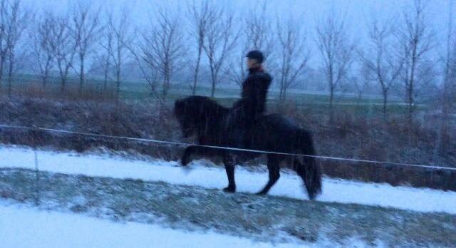 Islænder Embla Fra Flødal billede 3