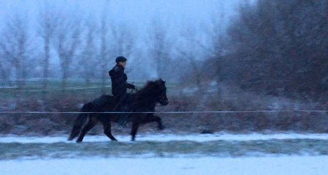 Islænder Embla Fra Flødal billede 4