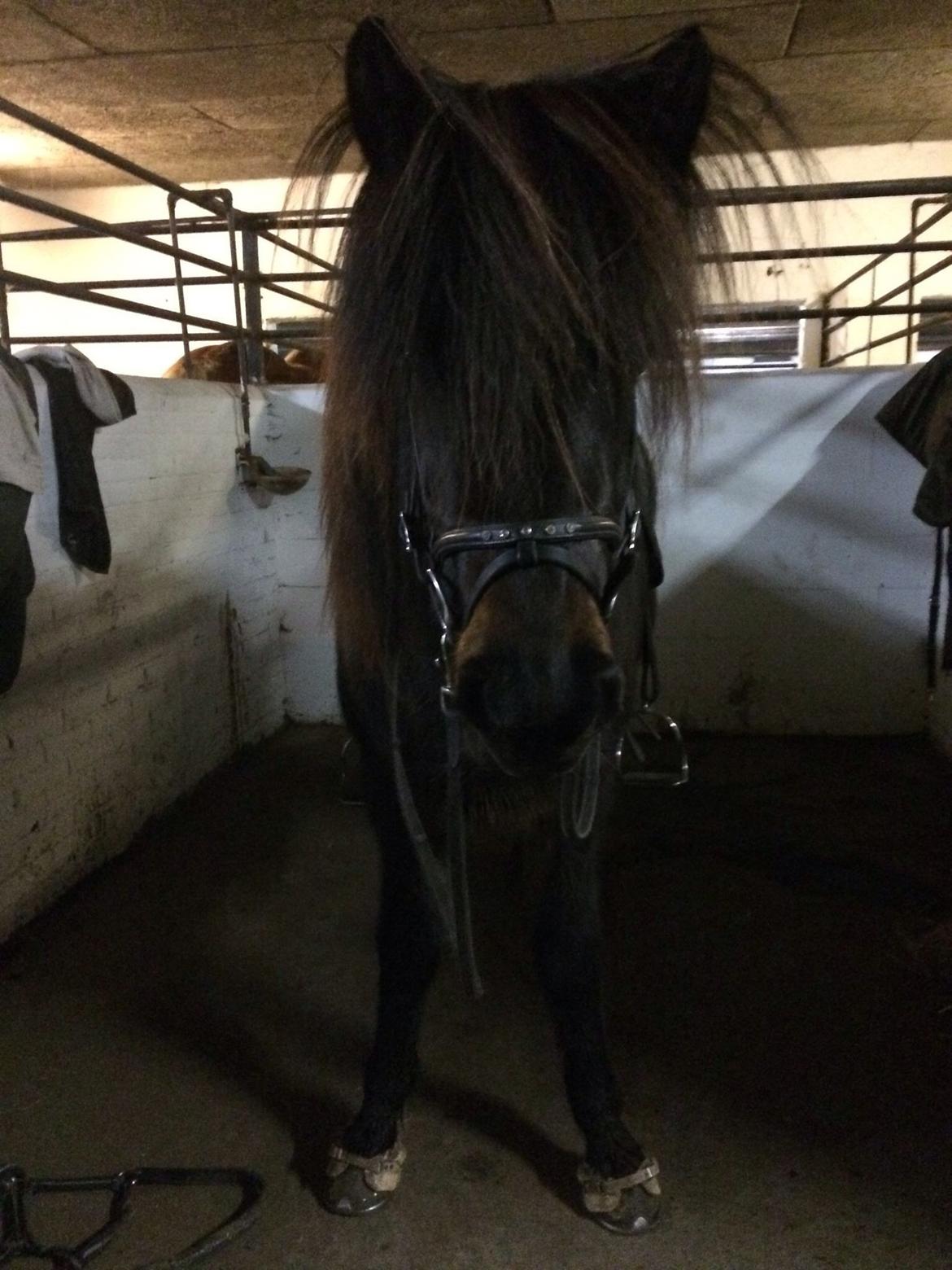 Islænder Embla Fra Flødal billede 6