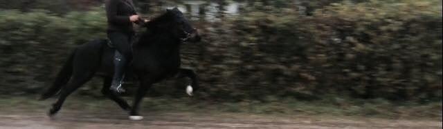 Islænder Embla Fra Flødal billede 5