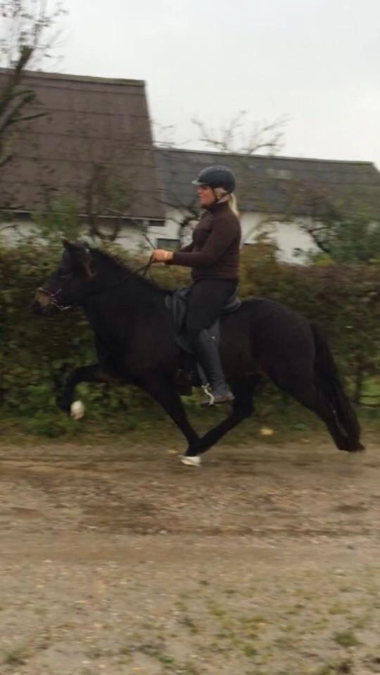 Islænder Embla Fra Flødal billede 8