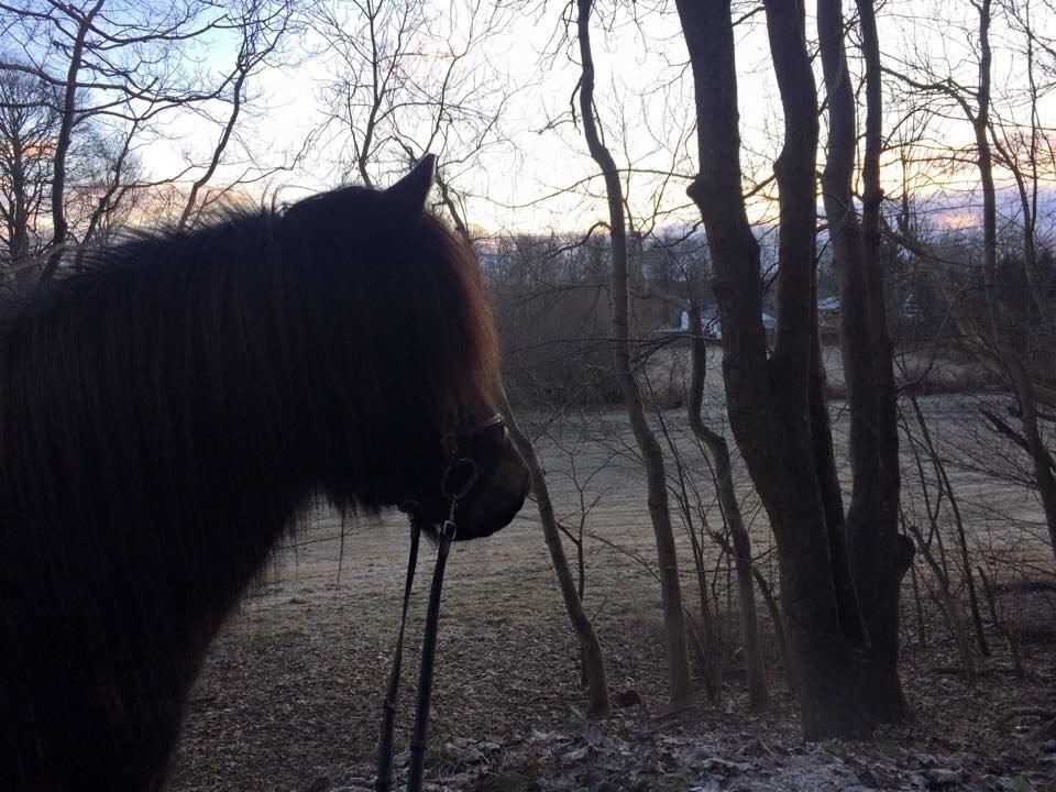 Islænder Embla Fra Flødal billede 9