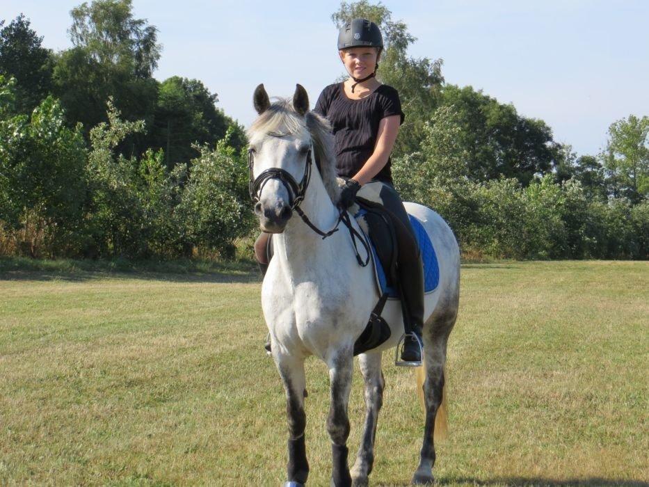 Connemara Maskenkols Honey Pie billede 5