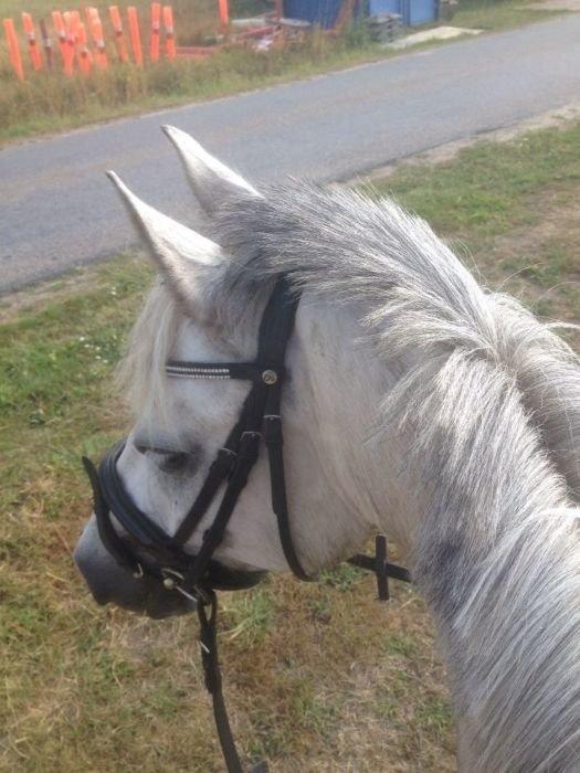 Connemara Maskenkols Honey Pie billede 6