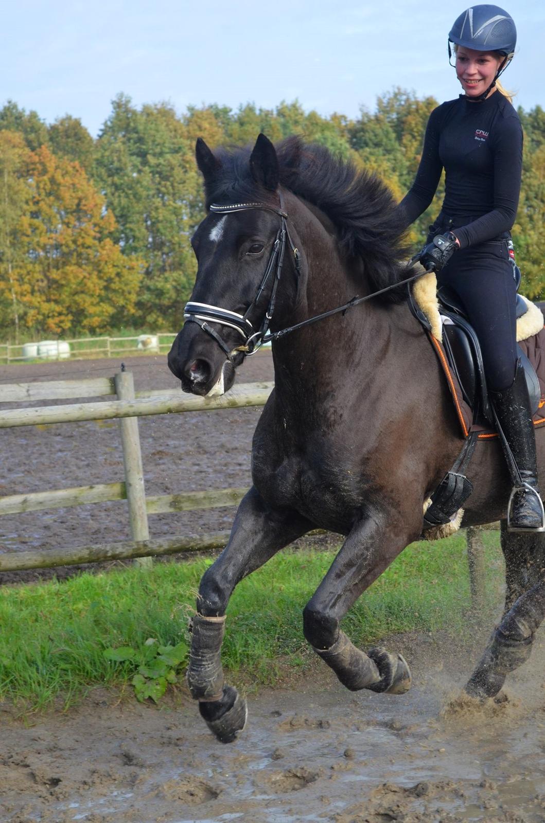 Oldenborg Asterix Pizziricco *MIN ENGEL<3* - Oktober 2014 billede 25