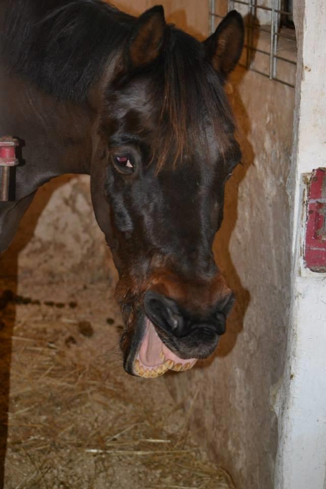 Hollandsk Sportspony Esmee Altair Vadette billede 2