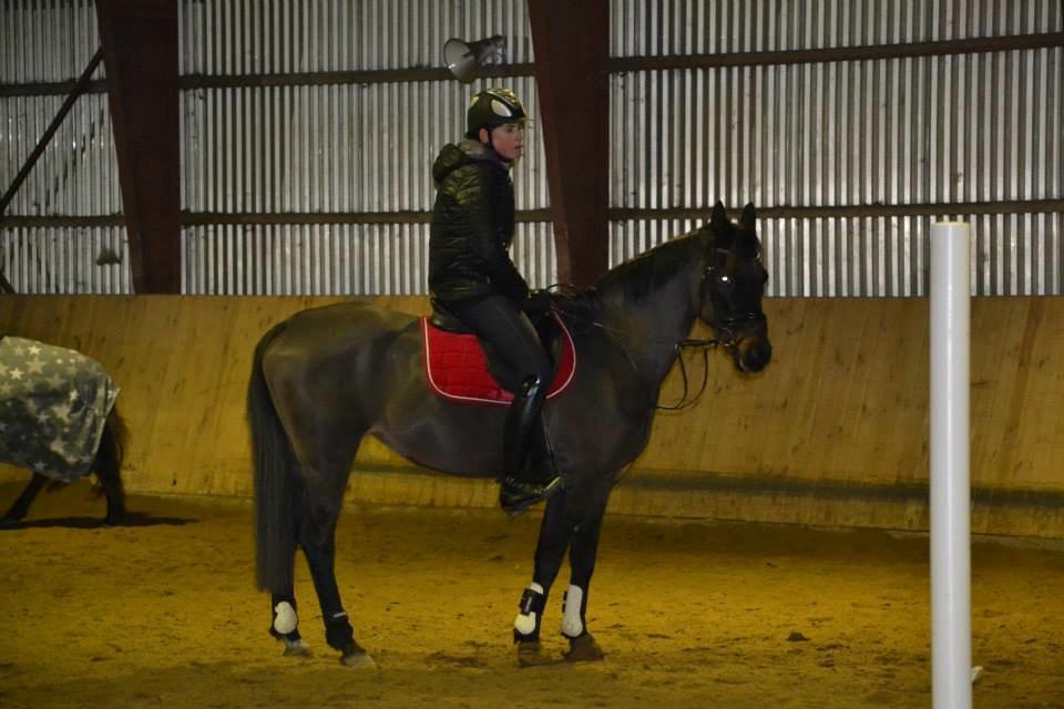 Hollandsk Sportspony Esmee Altair Vadette billede 4