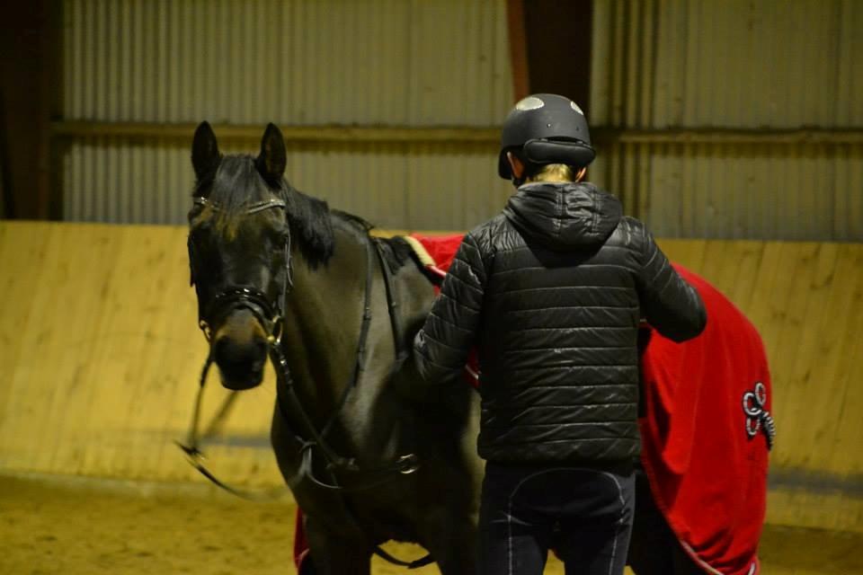 Hollandsk Sportspony Esmee Altair Vadette billede 5