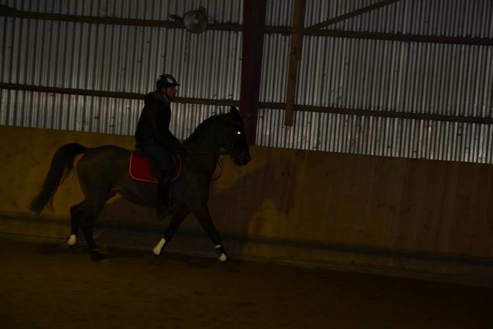 Hollandsk Sportspony Esmee Altair Vadette billede 6