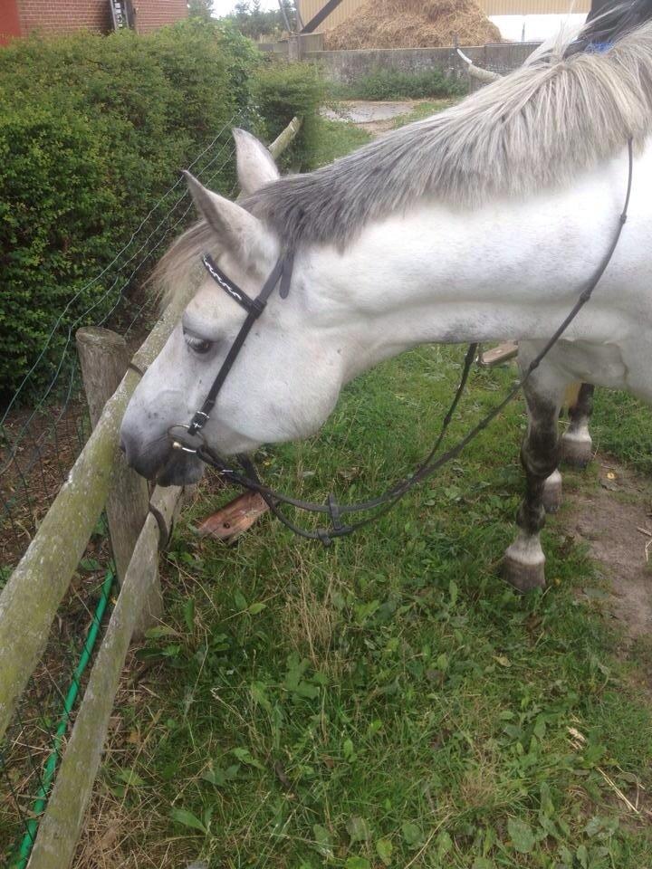 Connemara Maskenkols Honey Pie billede 8