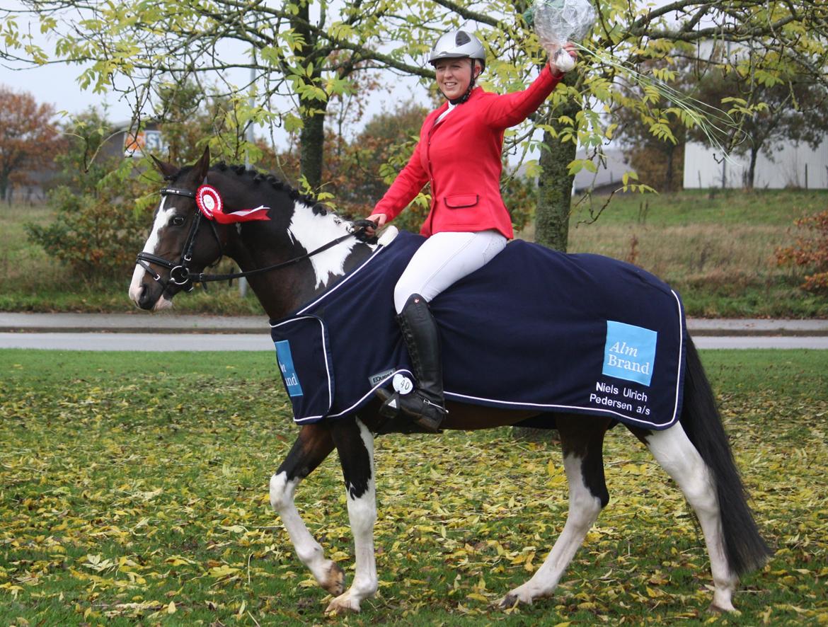 Pinto GOLFINO ( EU Hingst ) billede 6