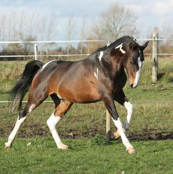 Pinto GOLFINO ( EU Hingst ) billede 8