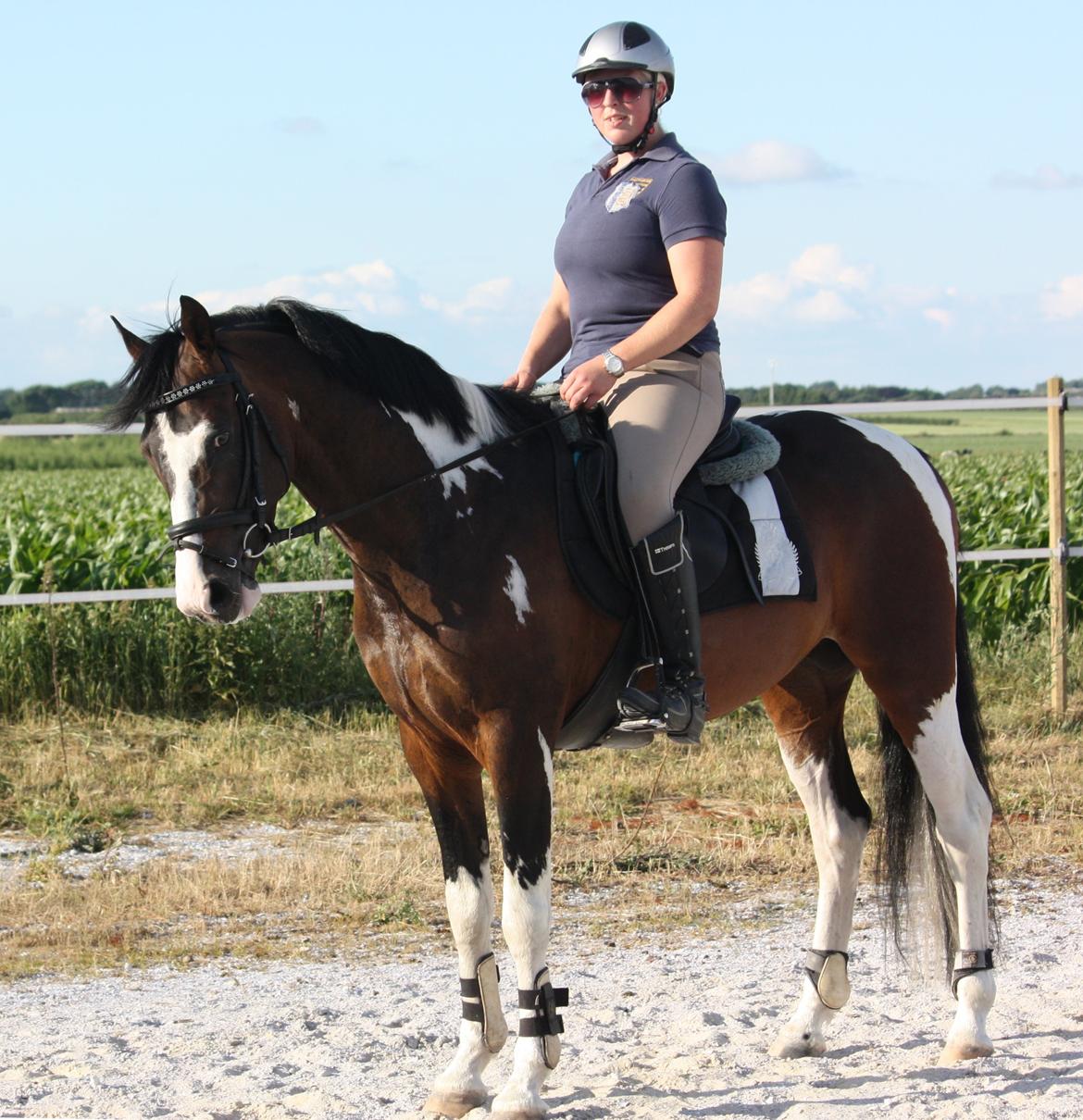 Pinto GOLFINO ( EU Hingst ) billede 3